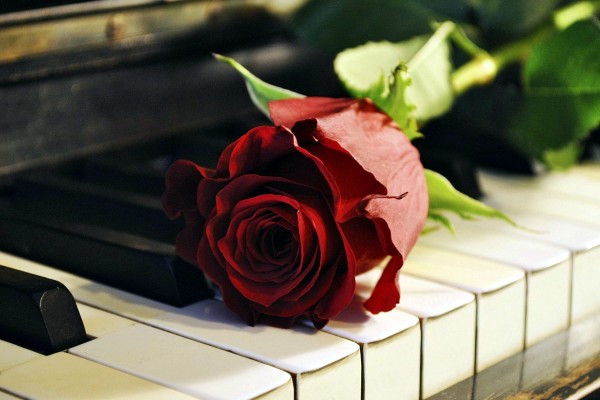 《来自故事里的玫瑰》小说书评，作者酸角糕(林敏VS陈之)-侠客文学