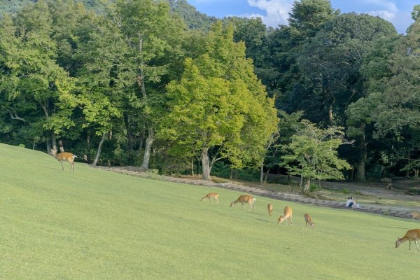 小说《七零男主他嫂子》书评，作者桃花露（林菀VS陆正霆）-侠客文学