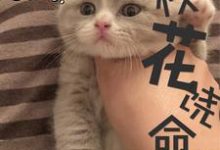 寻找能够免费阅读校花饶命小说的平台-侠客文学